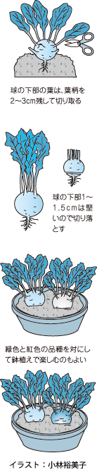 茎が球形に膨らみ見ても楽しいコールラビ