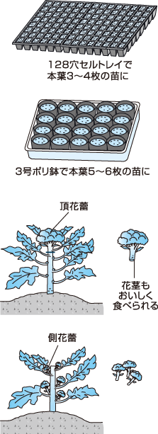 長い間新鮮な味が楽しめるブロッコリー