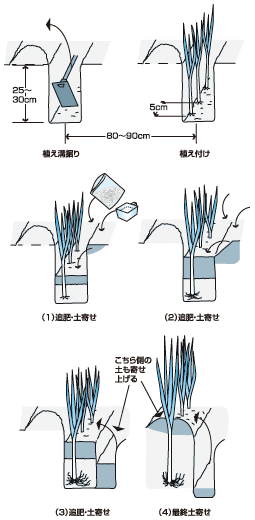 植え方のポイント