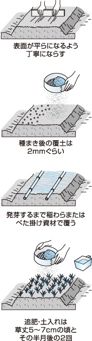 連作も可、たくさん育てよう　タマネギ