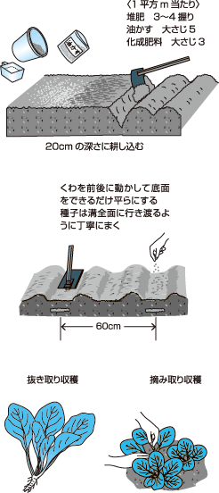 komatsuna-shukaku