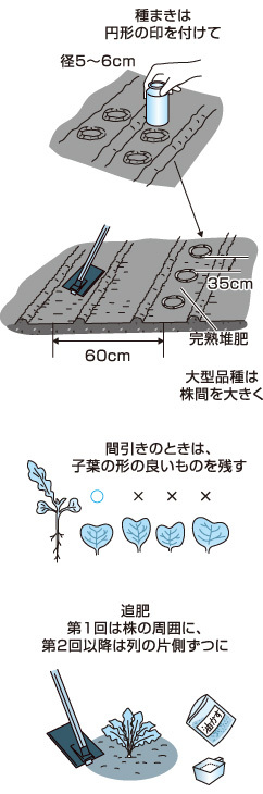 良品ダイコン作りのポイント