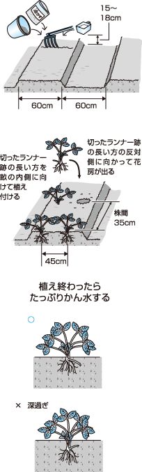 陽光の下で色づく旬のイチゴを味わう