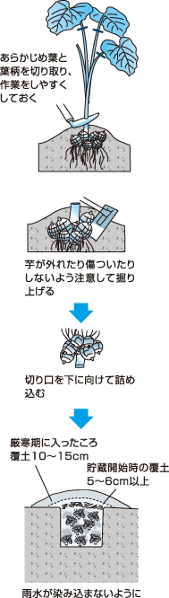 サトイモの収穫と上手な貯蔵の仕方