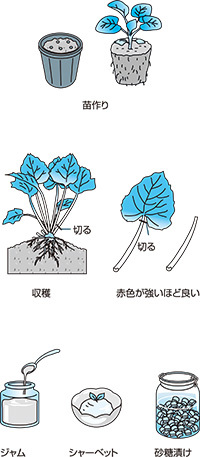 ルバーブ苗作り