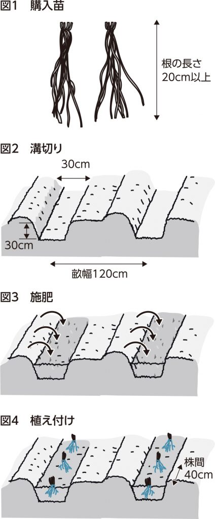 アスパラガス植え付けの図