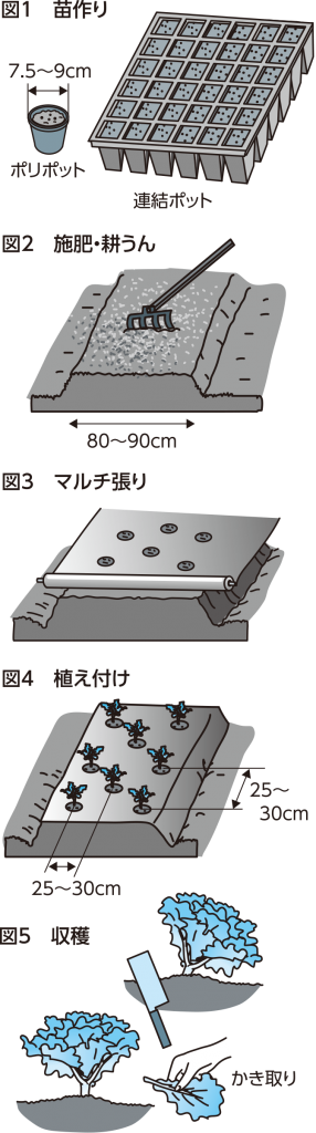 色鮮やかなサラダを楽しむリーフレタス Ja埼玉中央ホームページ