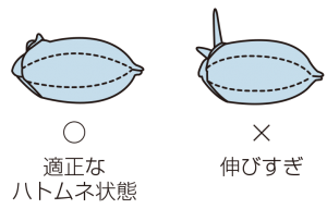 適正なハトムネ状態