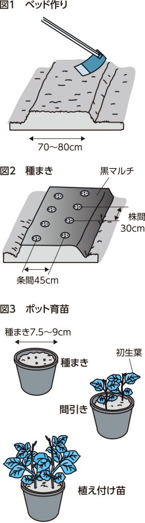 エダマメ 肥料は控えめに Ja埼玉中央ホームページ