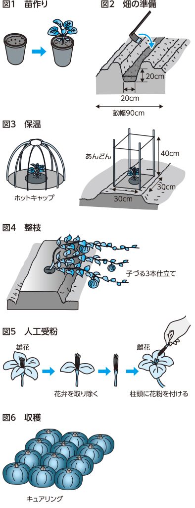 かぼちゃの育て方図解