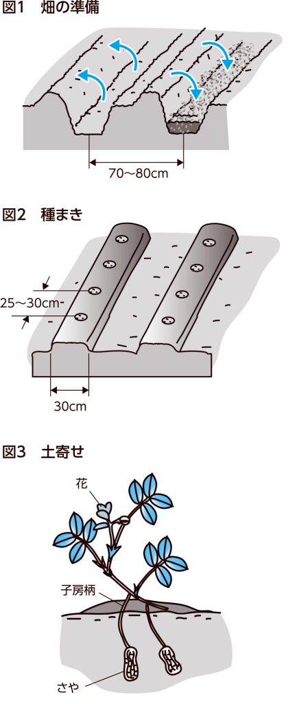 ラッカセイの育て方図解