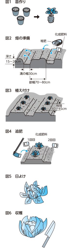 カリフラワーの育て方図解