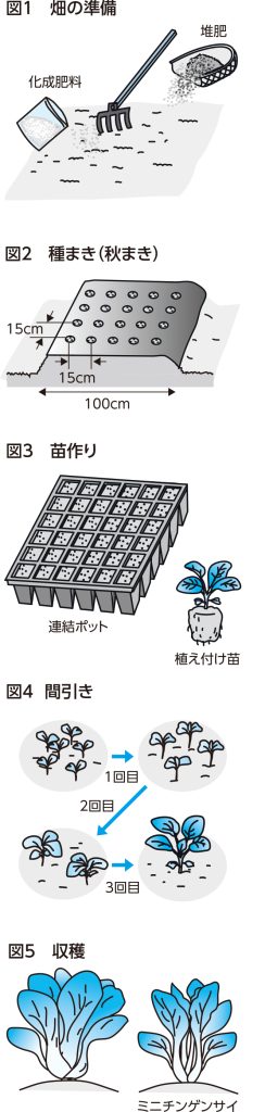 チンゲンサイの育て方図解