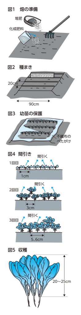 葉ダイコン 防虫ネットで虫害を回避