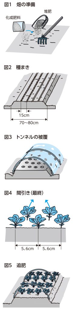 ホウレンソウの育て方図解