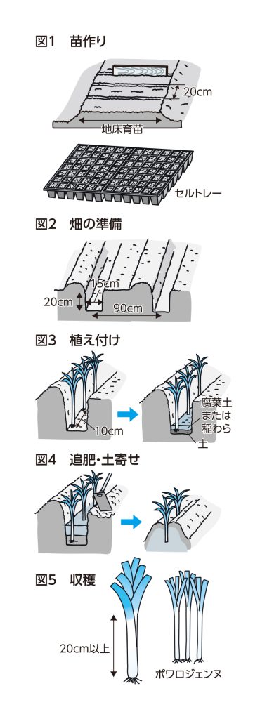 リーキトロリとした食感を楽しむ