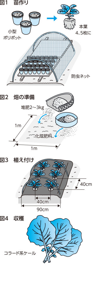 ケール　害虫の予防を万全に