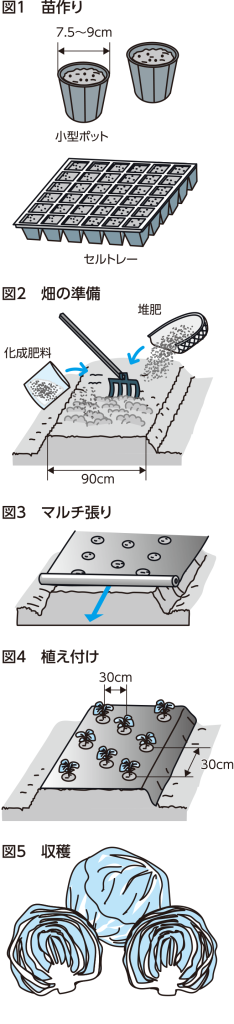 2023年7月_家庭菜園_図