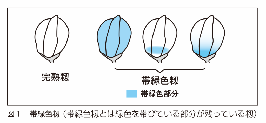 水稲の収穫時期2023