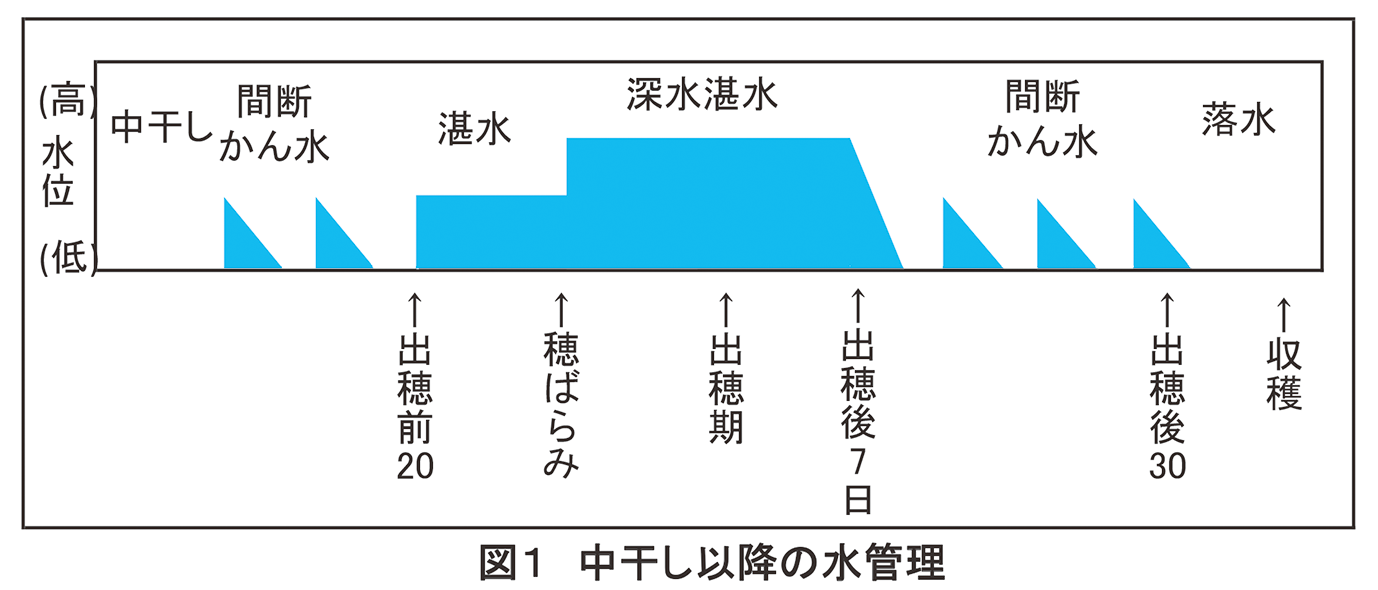 図1_中干し以降の水管理