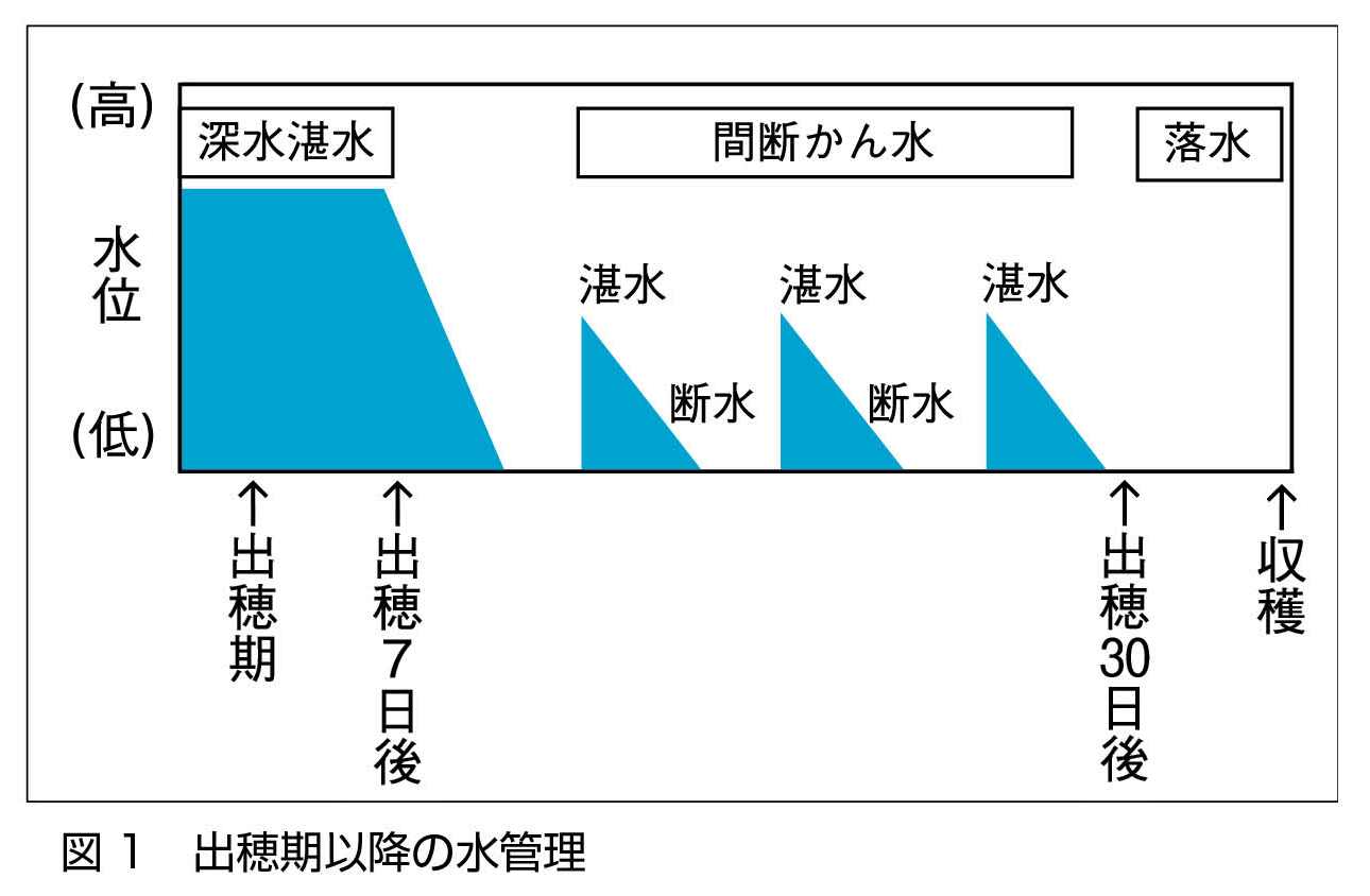 水稲_出穂期以降の水管理