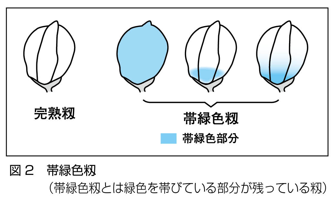 水稲_帯緑色籾