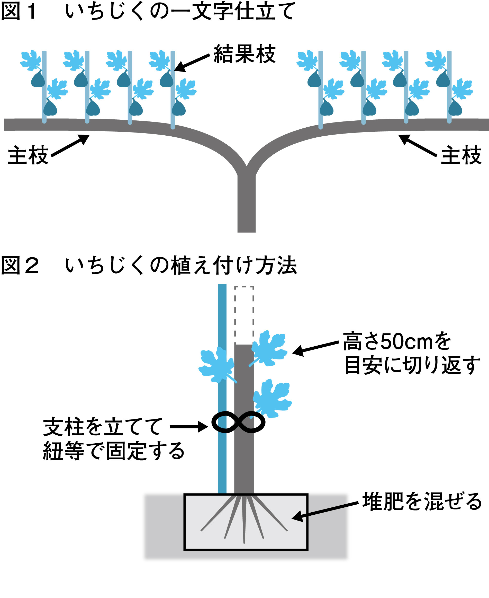 11月_いちじく_図1、図2