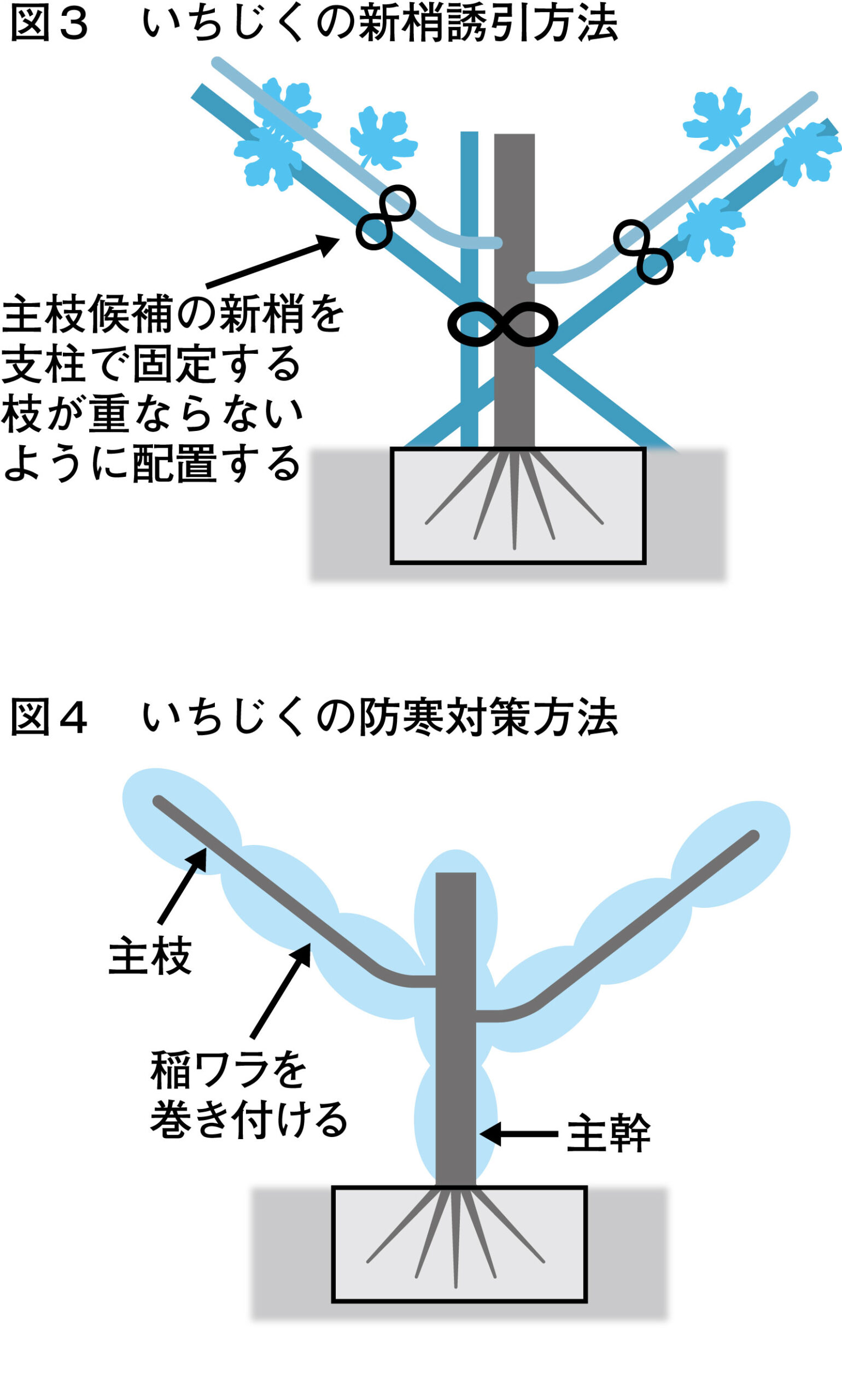11月_いちじく_図3、図4