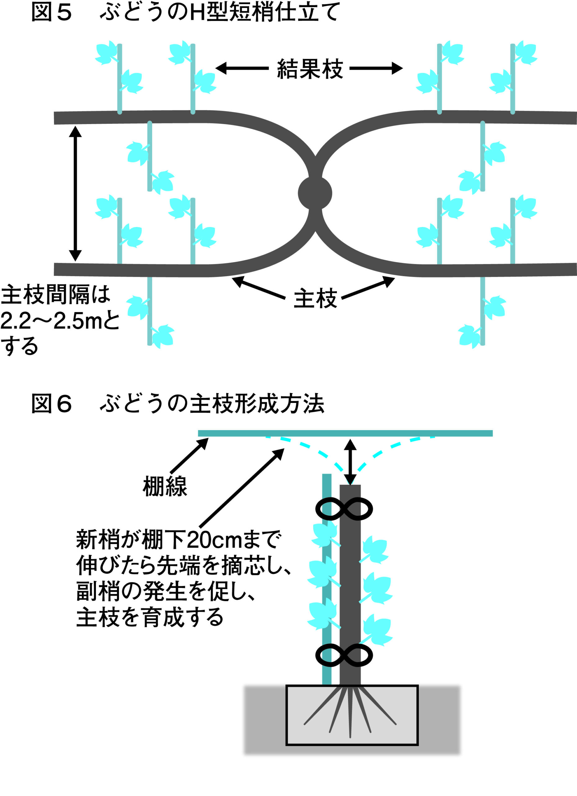 11月_ぶどう_図5、図6