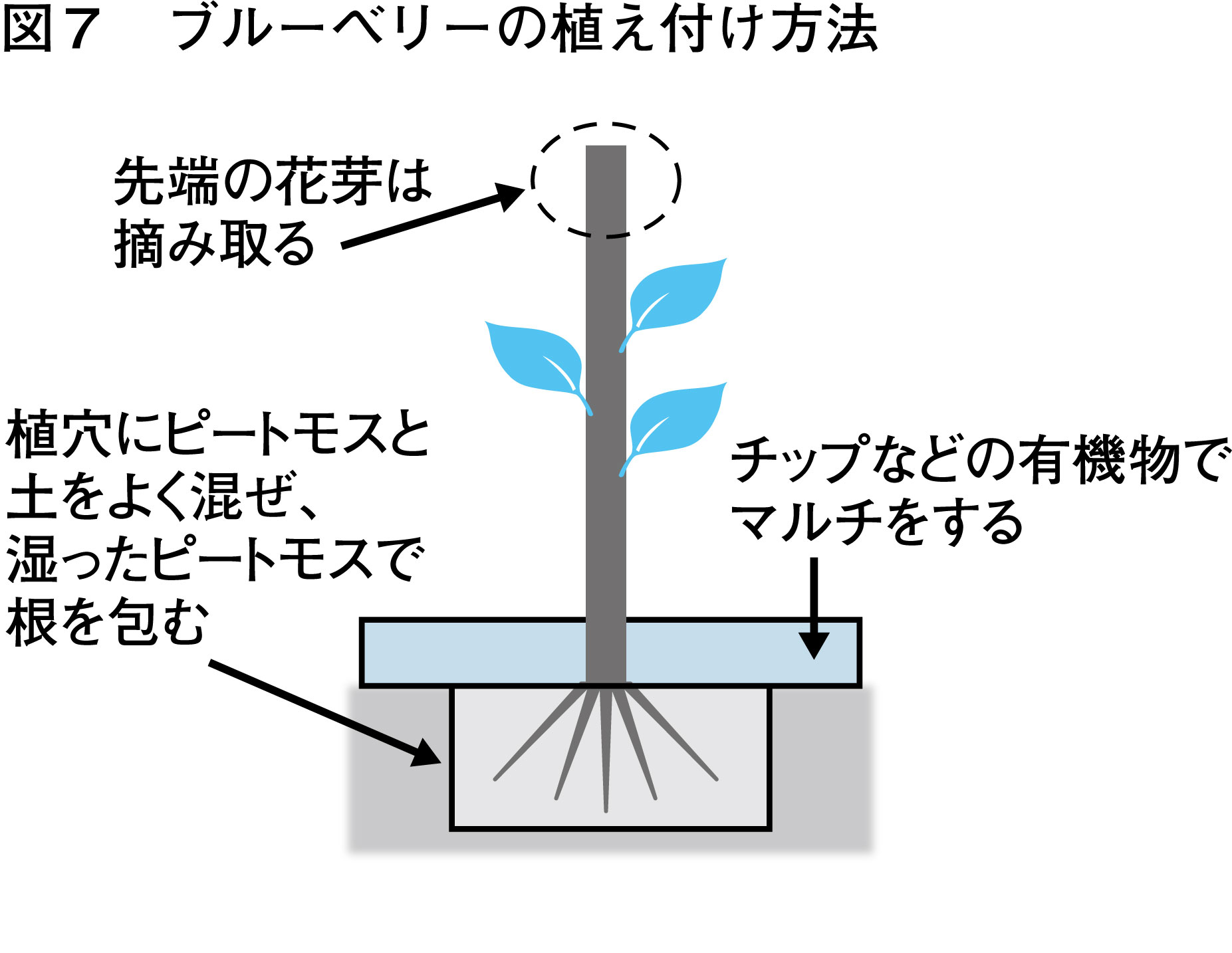 11月_ブルーベリー_図7